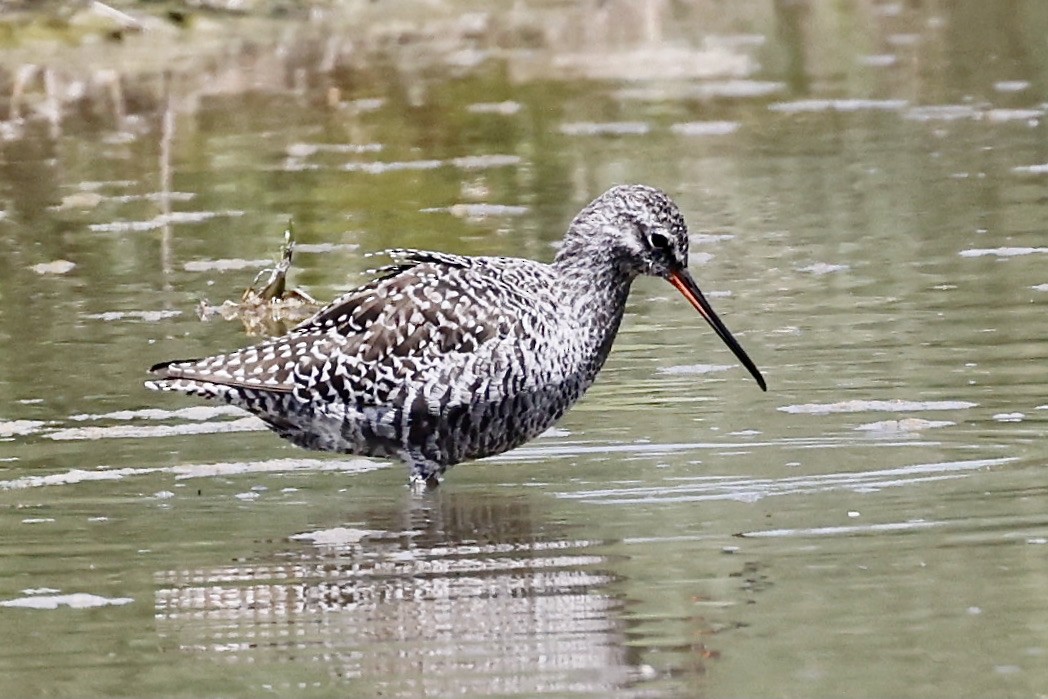 Spotted Redshank - ML619751247