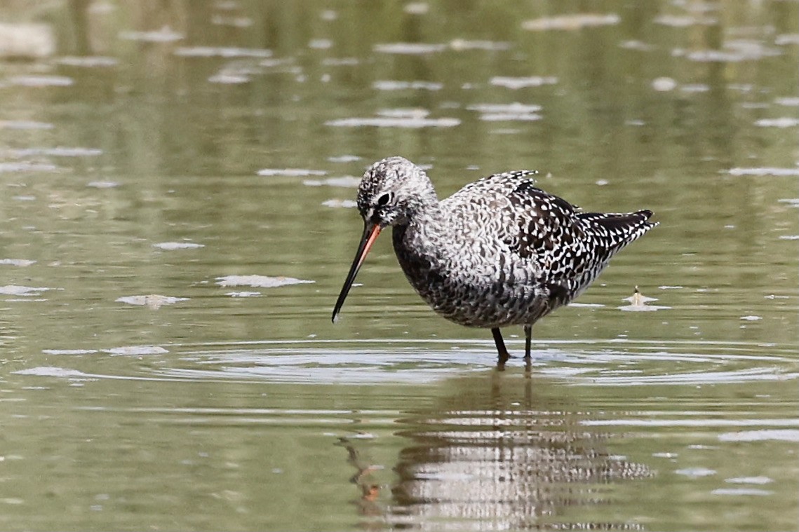 Spotted Redshank - ML619751248