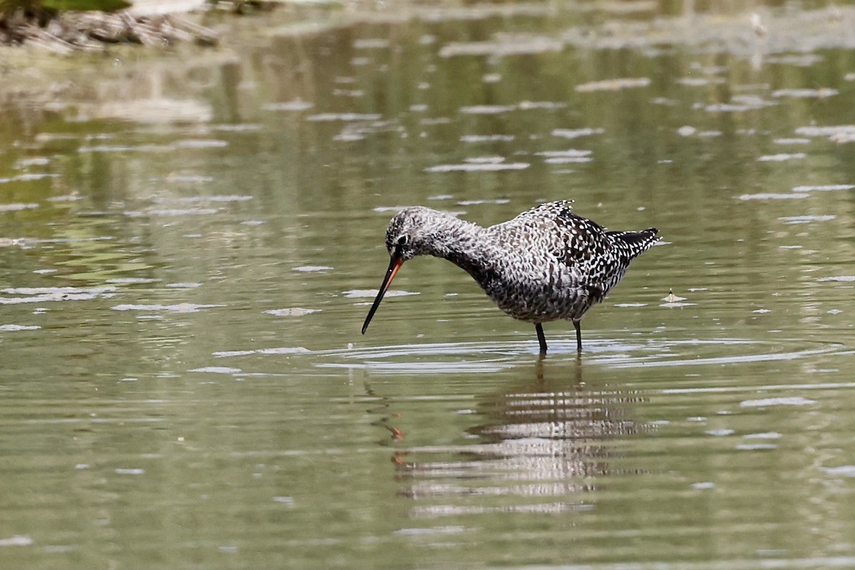 Spotted Redshank - ML619751250