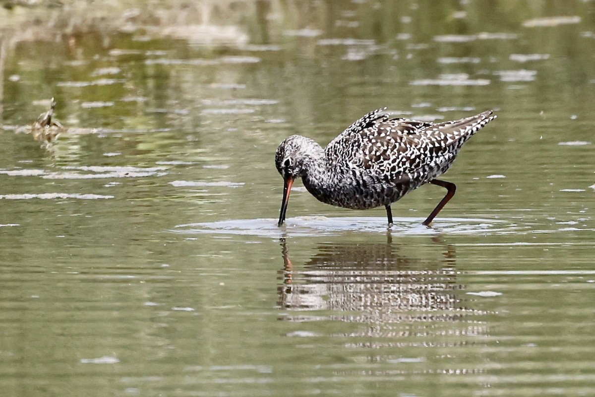 Spotted Redshank - ML619751252