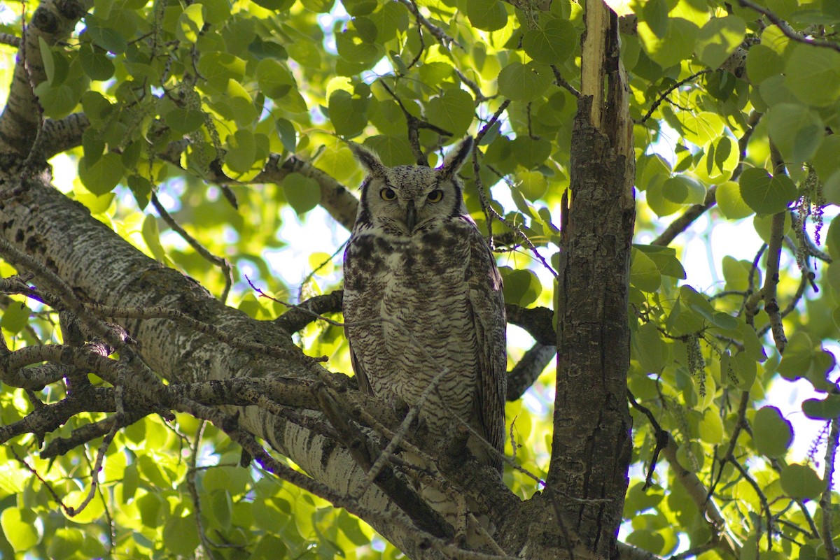 Great Horned Owl - ML619751264