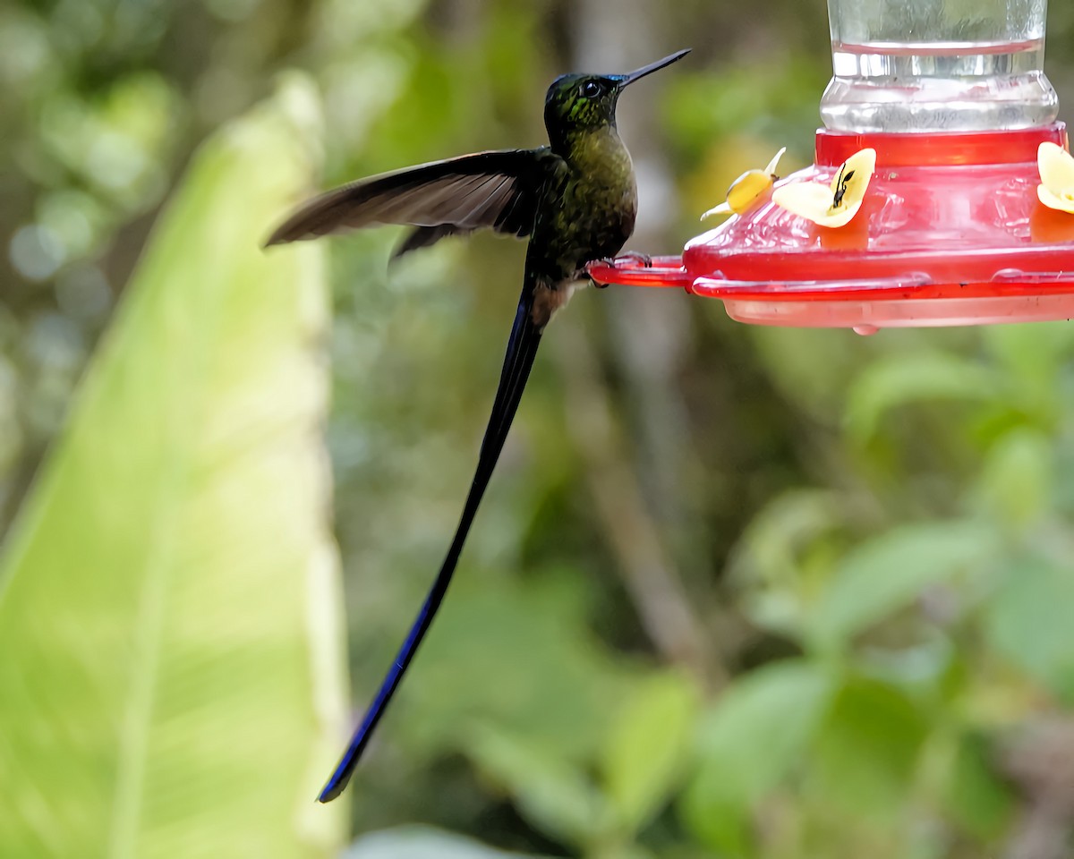 Violet-tailed Sylph - ML619751330