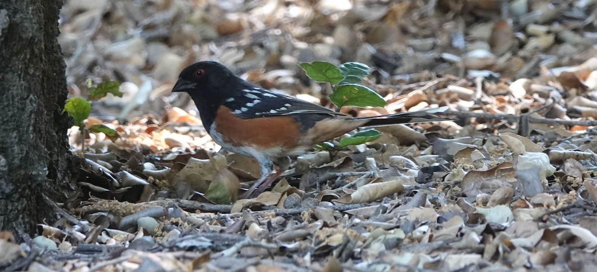 Spotted Towhee - ML619751331