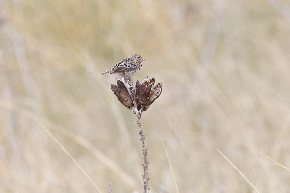 Grasshopper Sparrow - ML619751344
