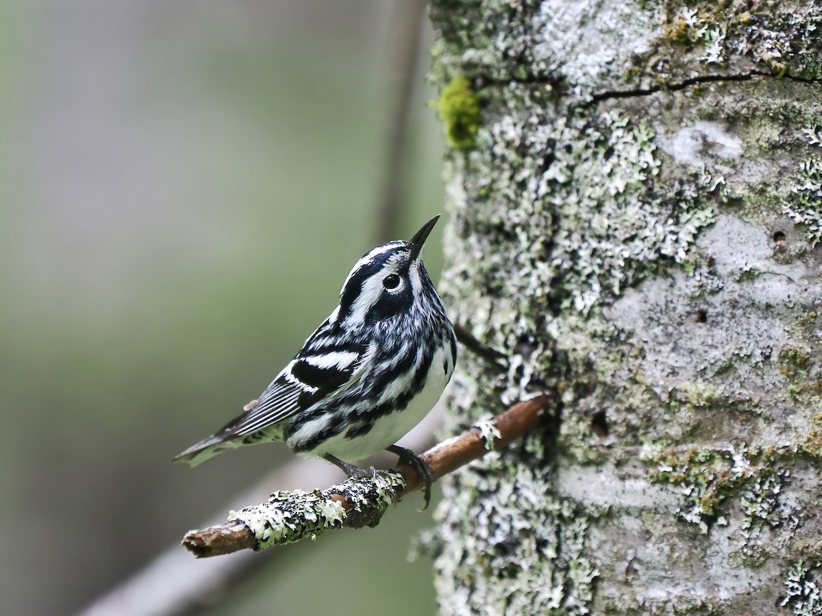 Black-and-white Warbler - ML619751354