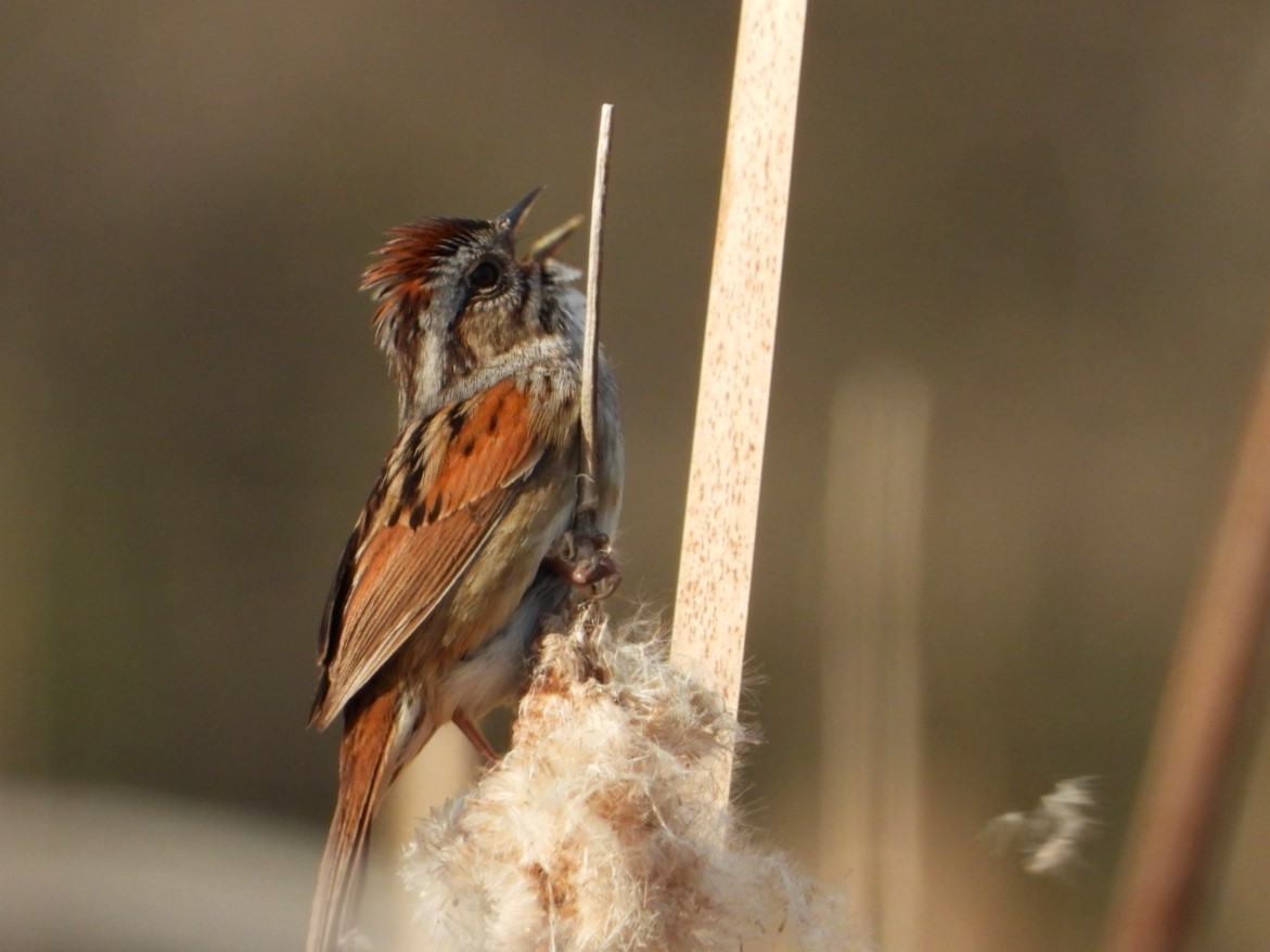 Swamp Sparrow - ML619751389