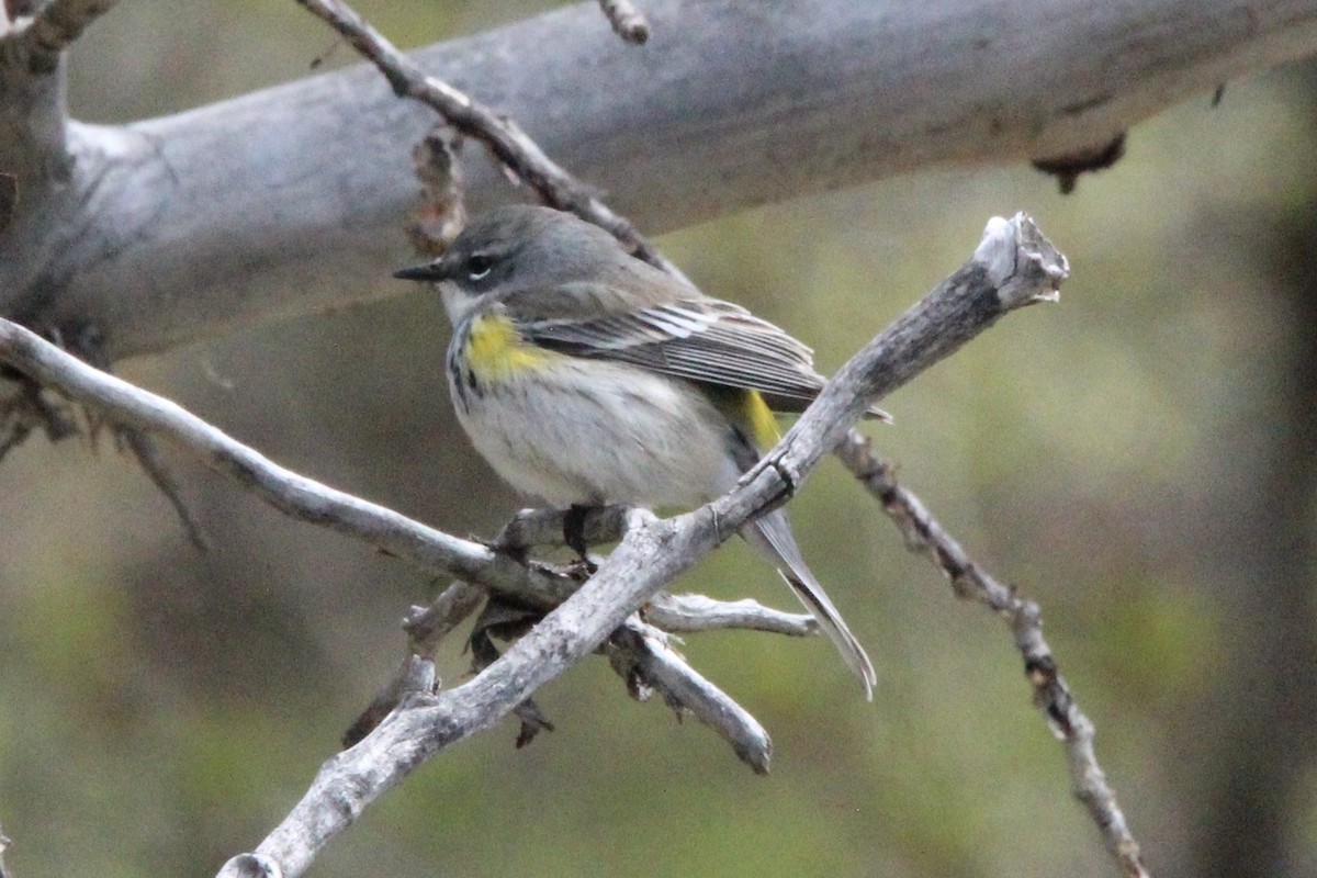 Yellow-rumped Warbler (Myrtle) - ML619751393