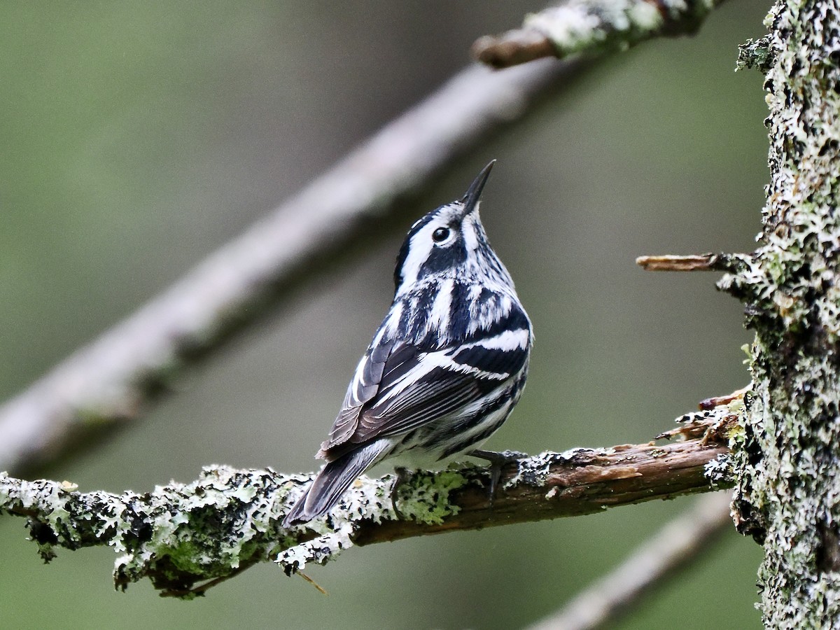 Black-and-white Warbler - ML619751448
