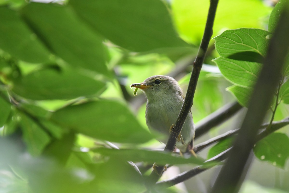 Ijima's Leaf Warbler - ML619751451
