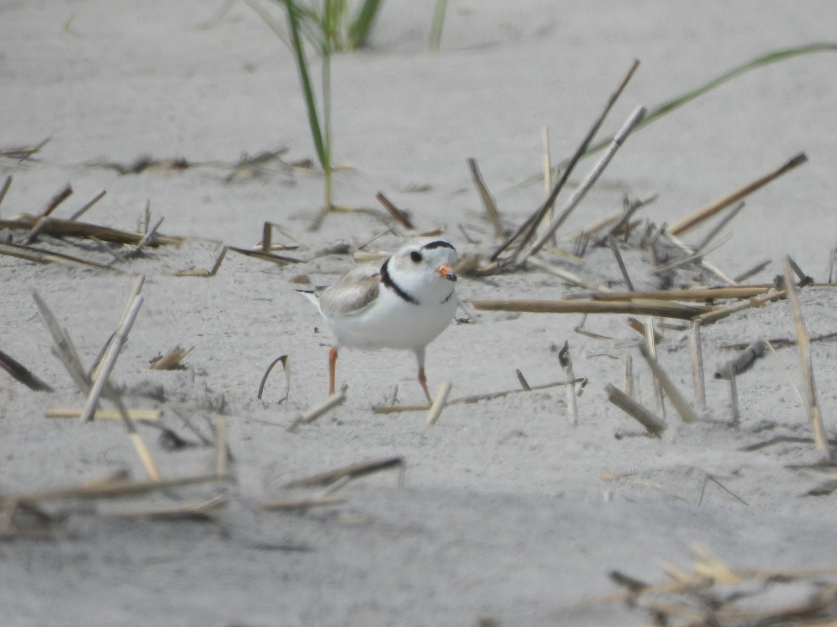 Piping Plover - ML619751457