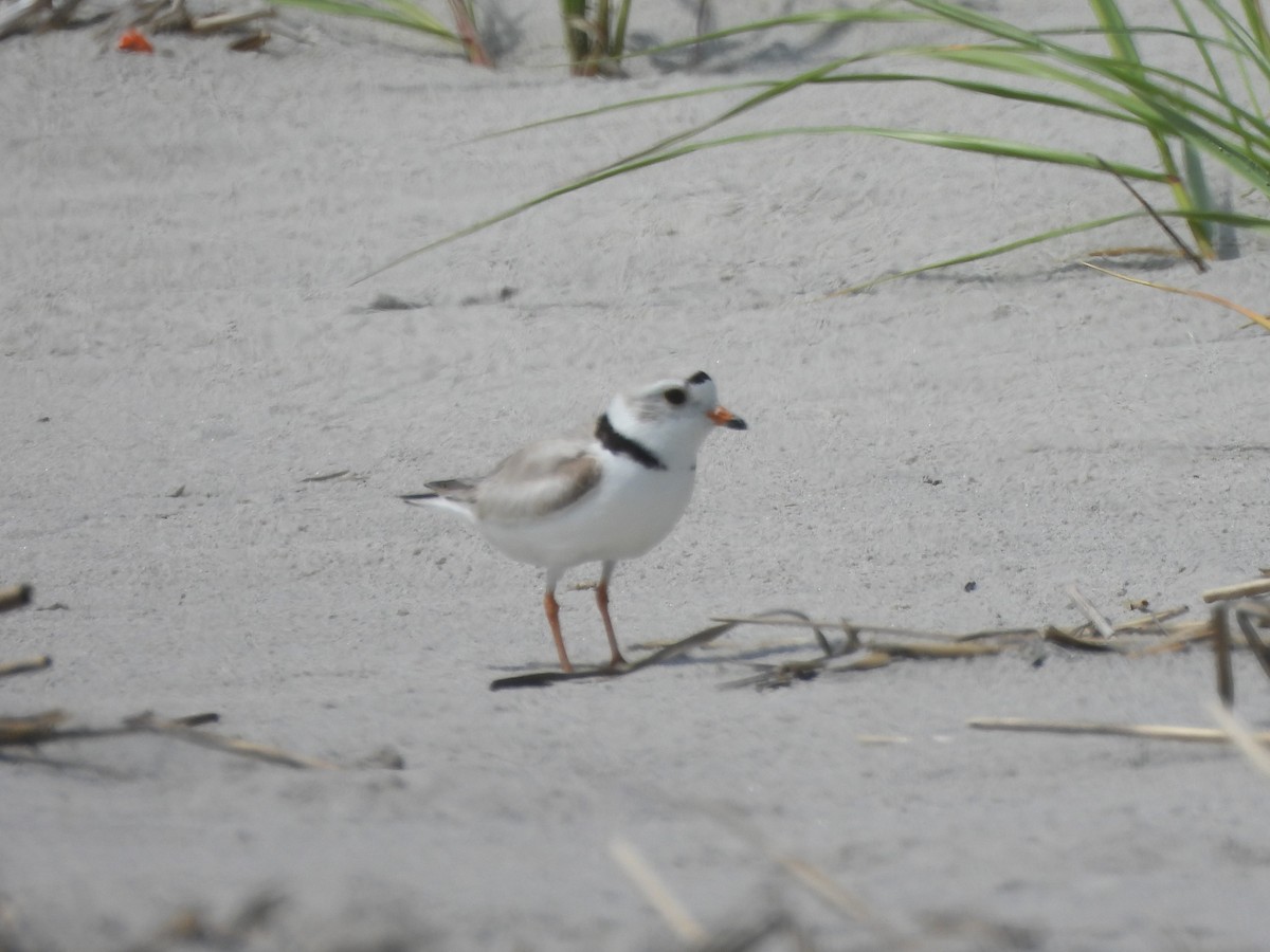Piping Plover - ML619751458