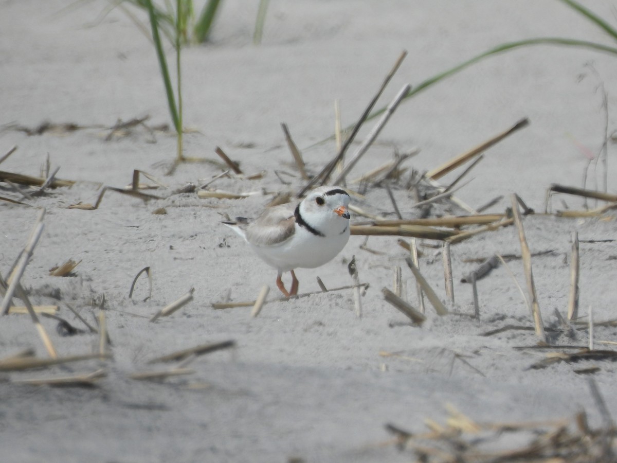 Piping Plover - ML619751459