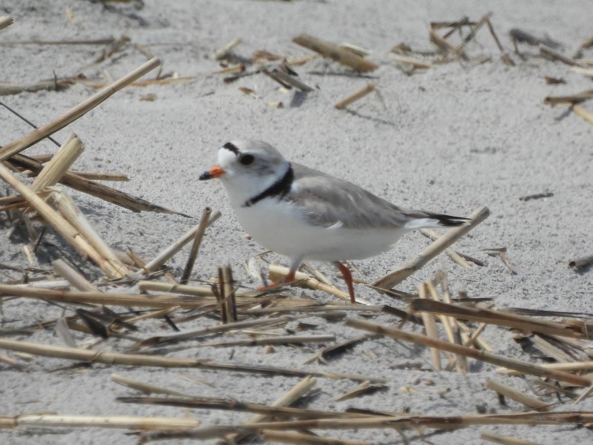 Piping Plover - ML619751460