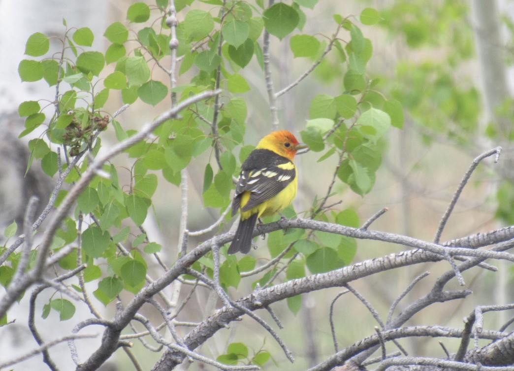 Western Tanager - ML619751514
