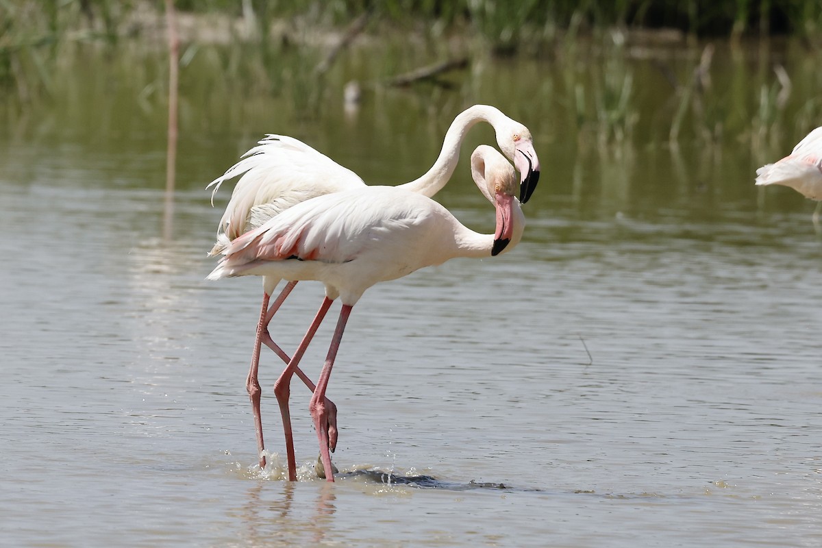 Greater Flamingo - ML619751519