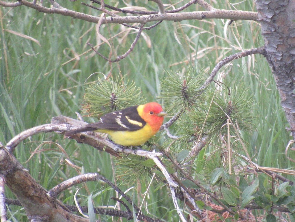 Western Tanager - ML619751530
