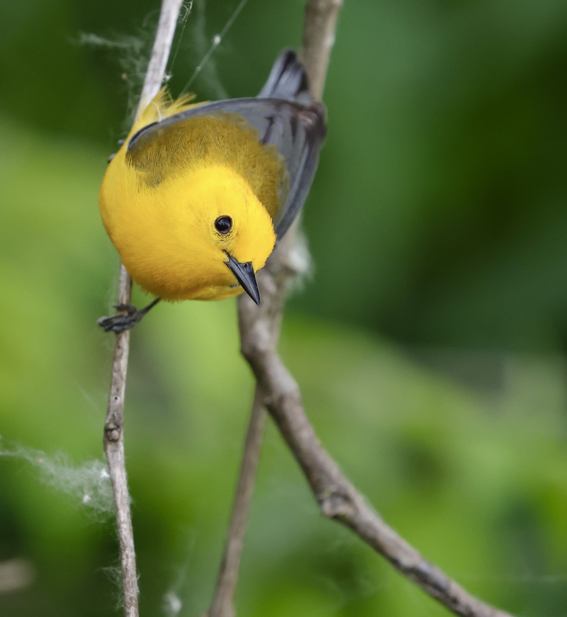 Prothonotary Warbler - ML619751536