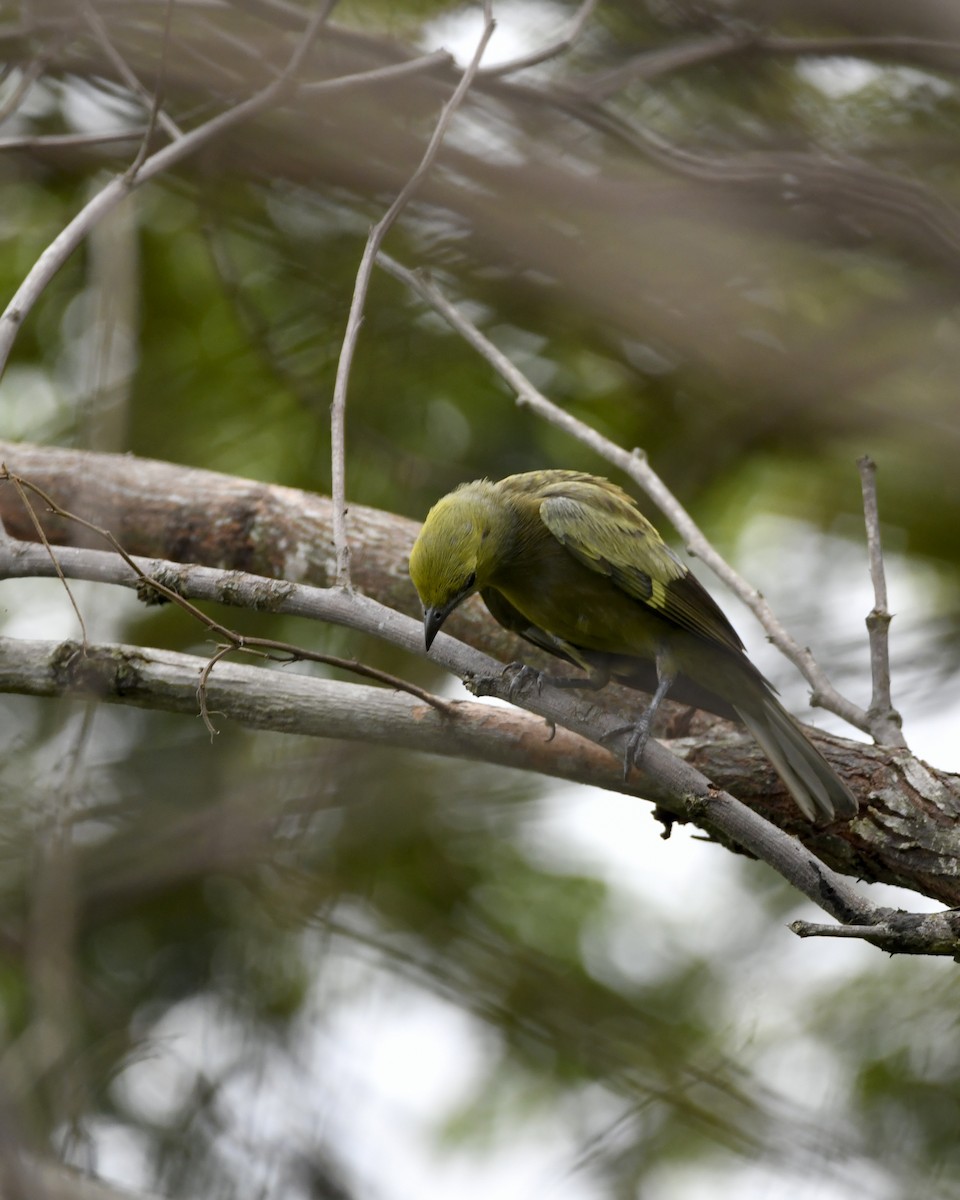 Palm Tanager - ML619751563