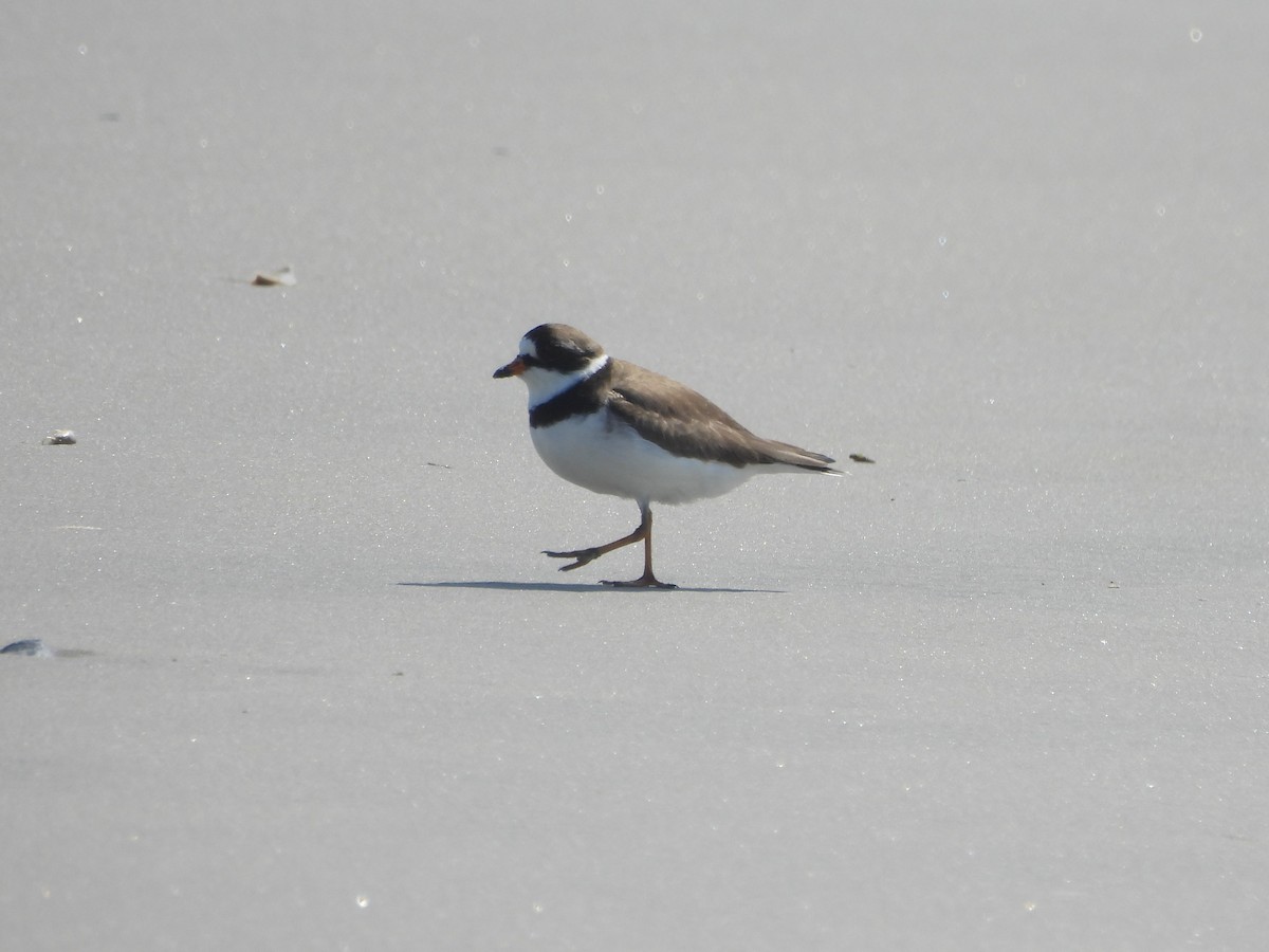 Semipalmated Plover - ML619751566