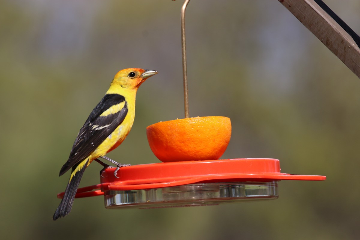 Western Tanager - ML619751570