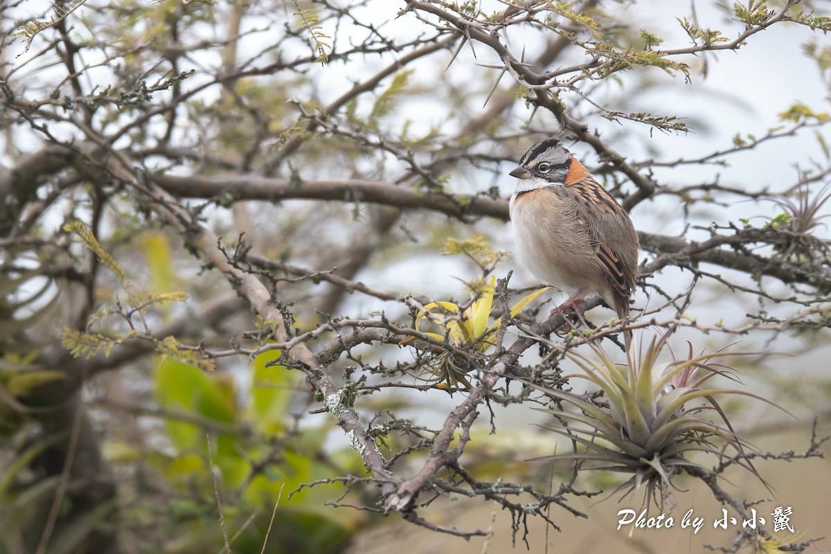 Rufous-collared Sparrow (Rufous-collared) - ML619751571