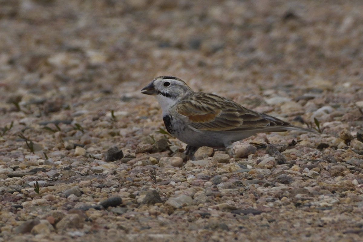 Thick-billed Longspur - ML619751585