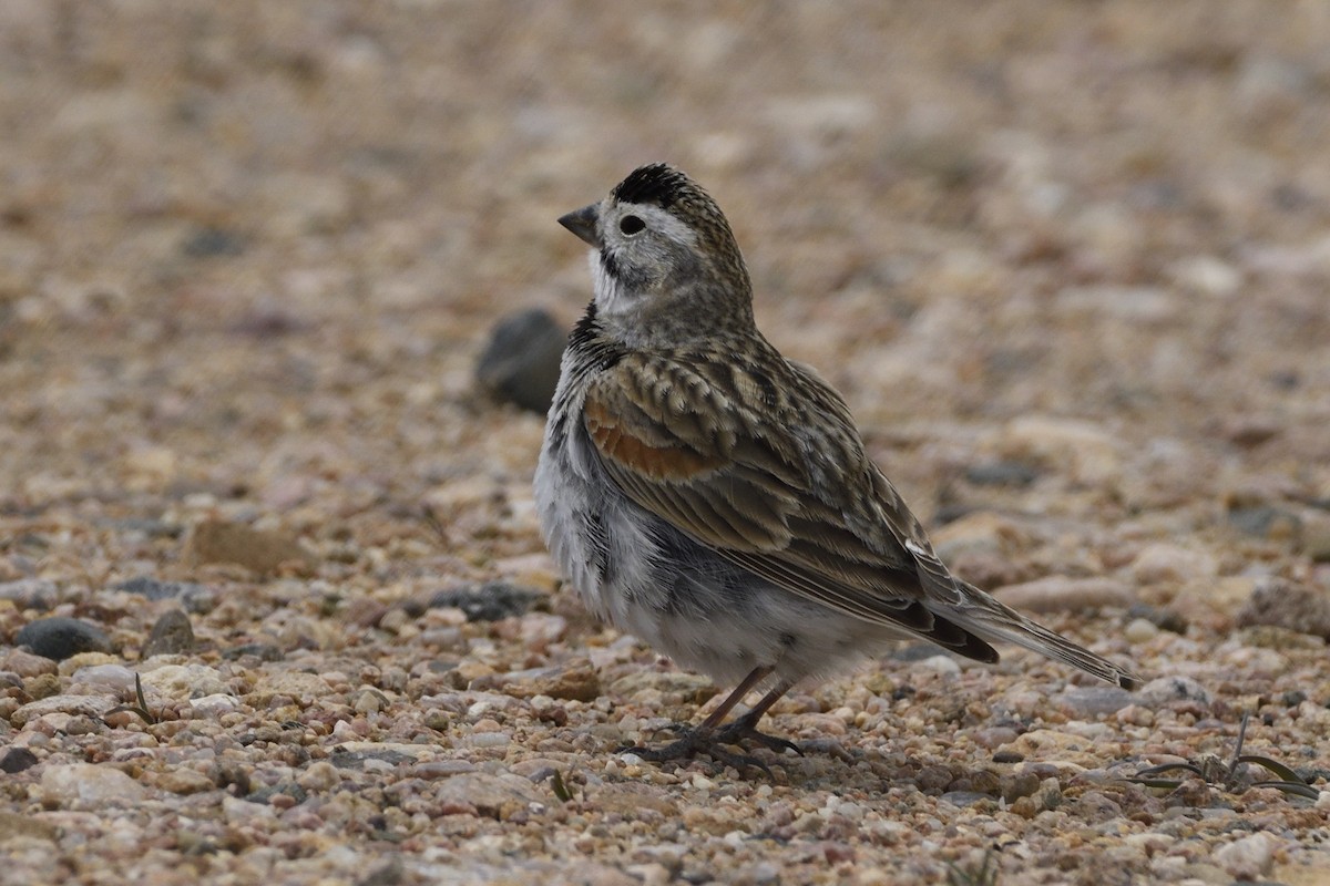 Thick-billed Longspur - ML619751586