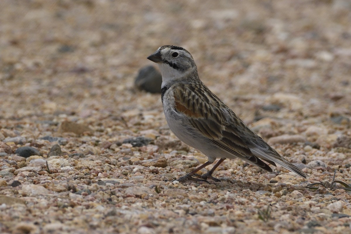 Thick-billed Longspur - ML619751587