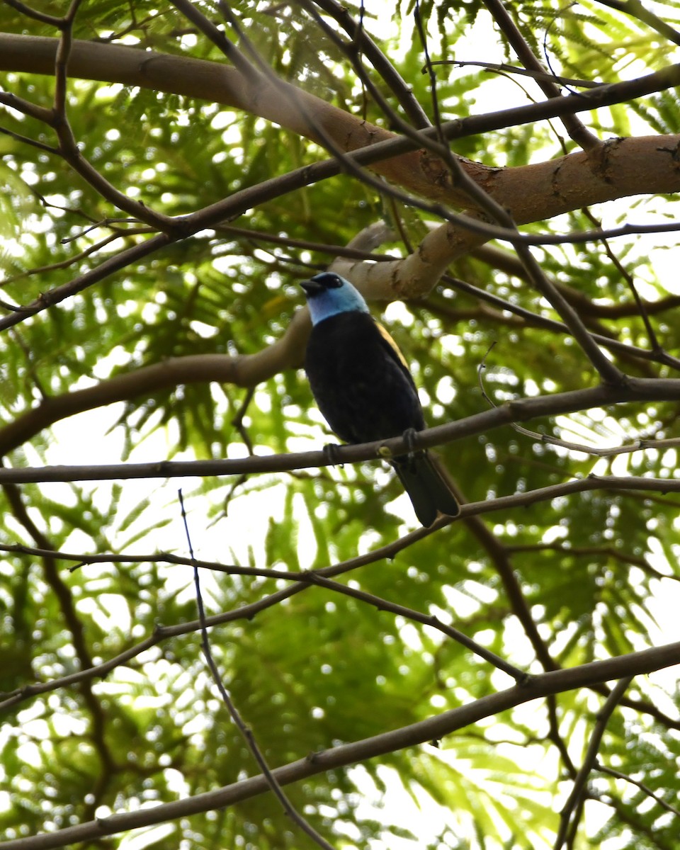 Blue-necked Tanager - ML619751595