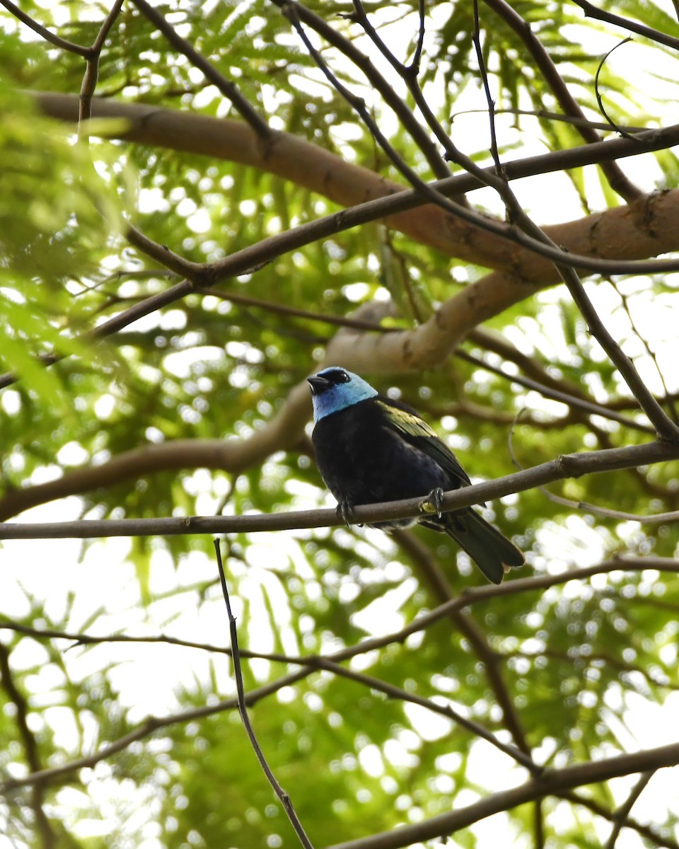 Blue-necked Tanager - ML619751599