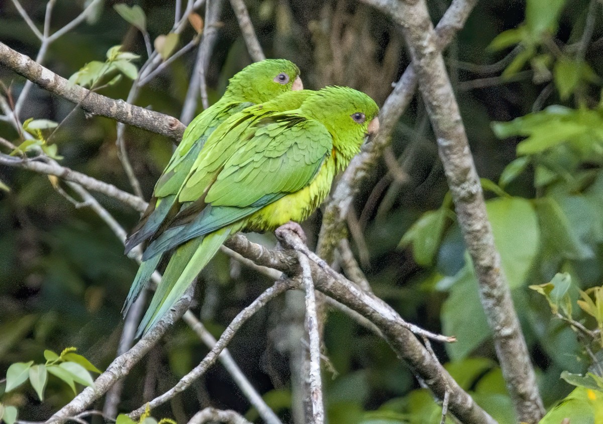 Green Parakeet - ML619751613