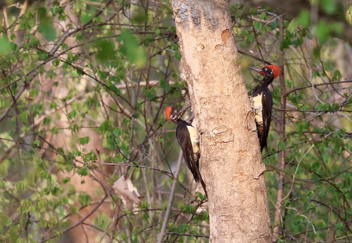 White-bellied Woodpecker - ML619751614