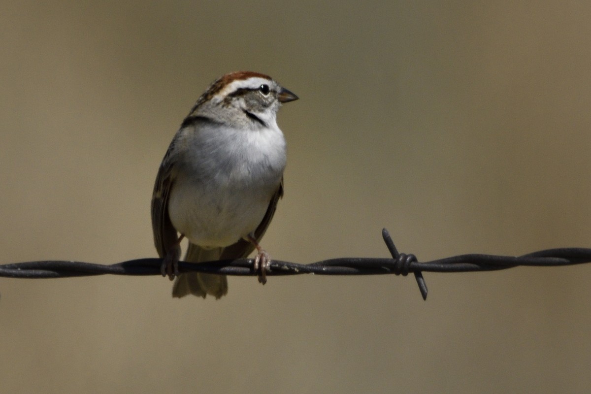 Chipping Sparrow - ML619751668