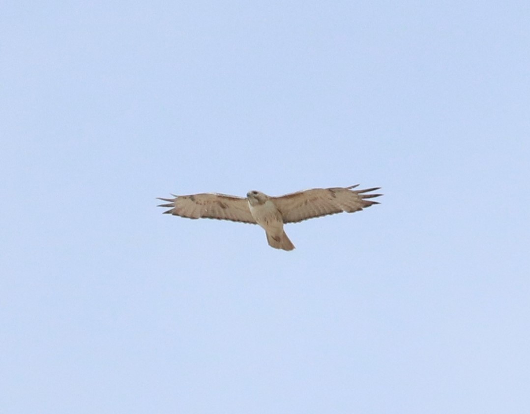 Red-tailed Hawk (Krider's) - ML619751712