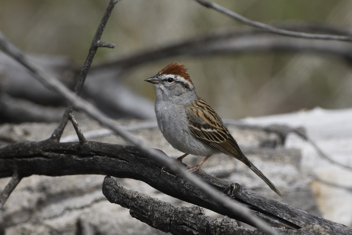 Chipping Sparrow - ML619751758