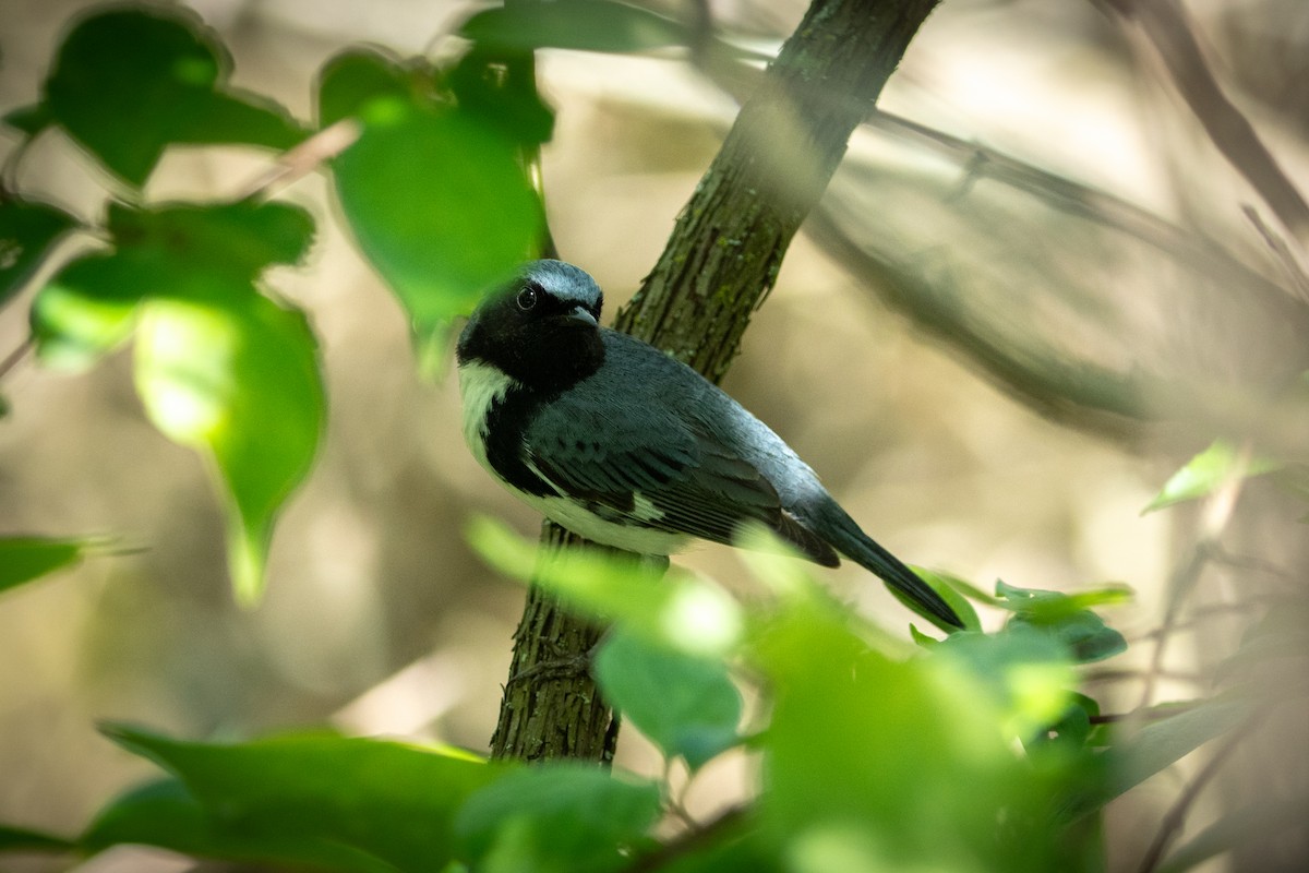 Black-throated Blue Warbler - ML619751764