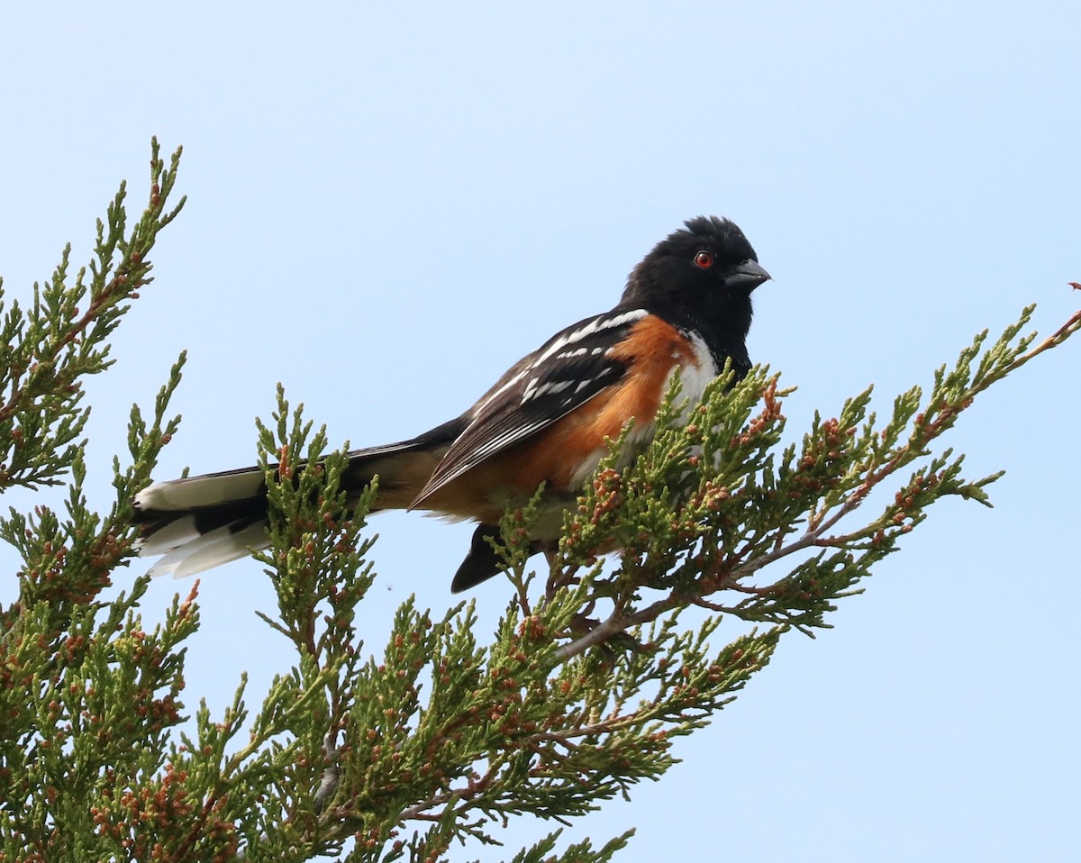 Spotted Towhee - ML619751884