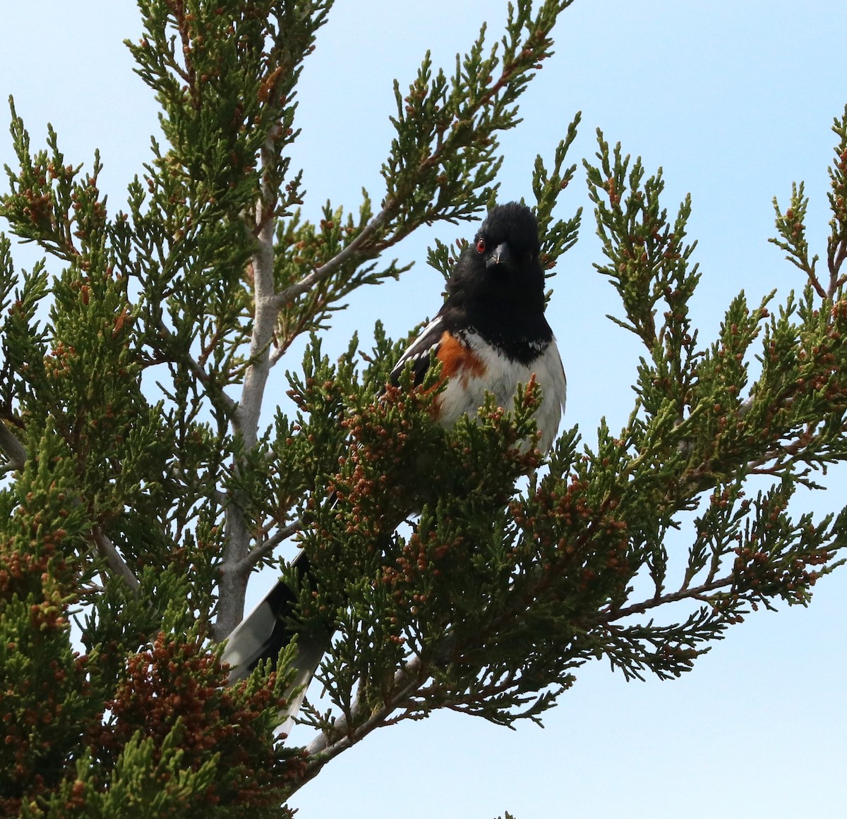 Spotted Towhee - ML619751885