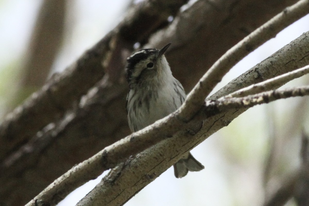 Black-and-white Warbler - ML619751928