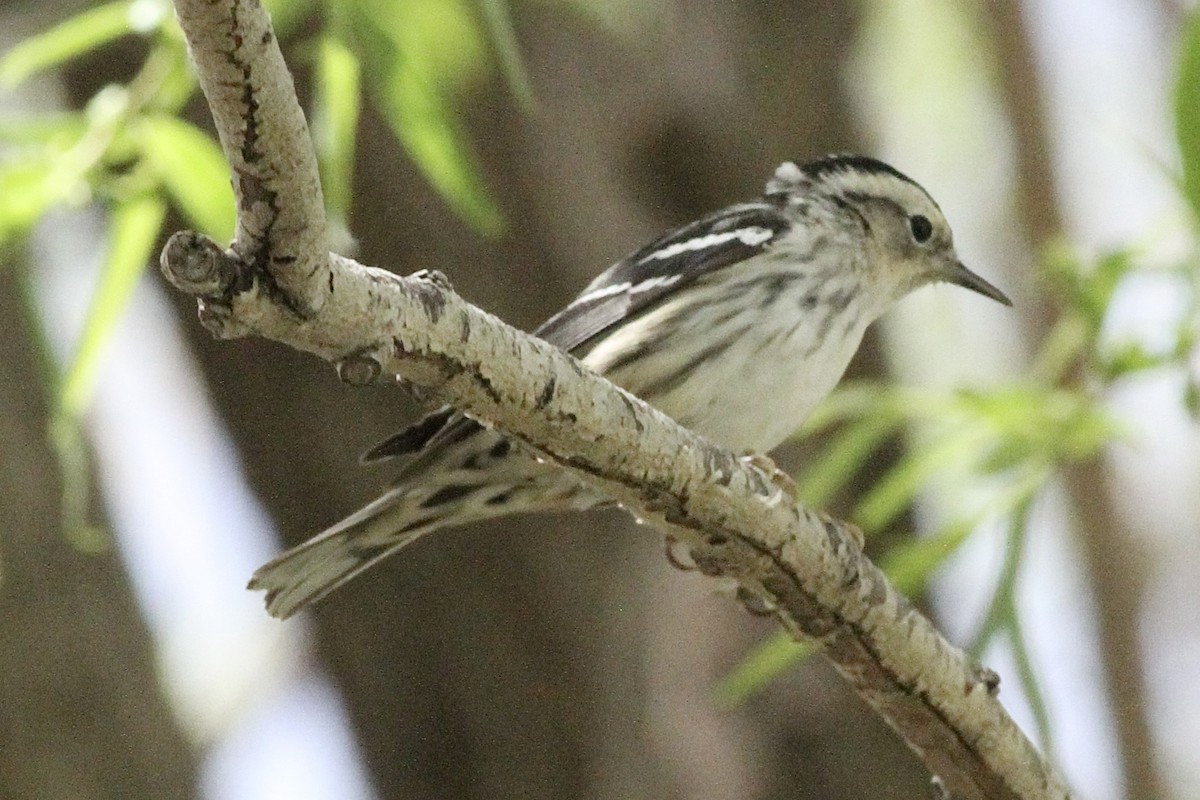 Black-and-white Warbler - ML619751937