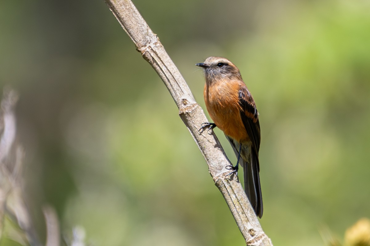 Brown-backed Chat-Tyrant - ML619751947