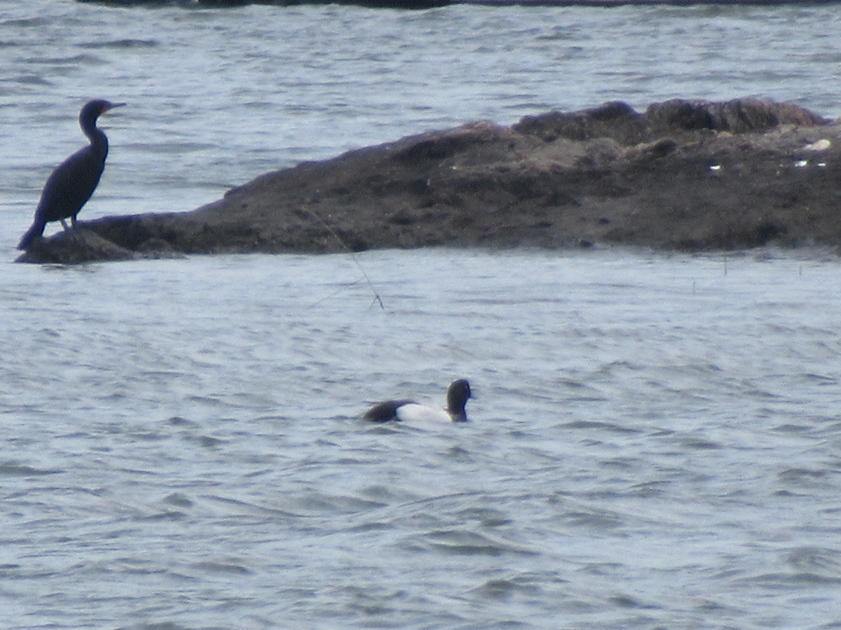 Greater Scaup - ML619751951