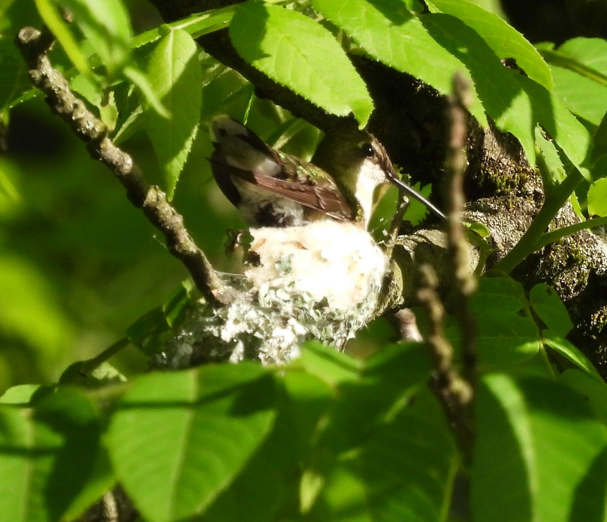 Ruby-throated Hummingbird - ML619751955