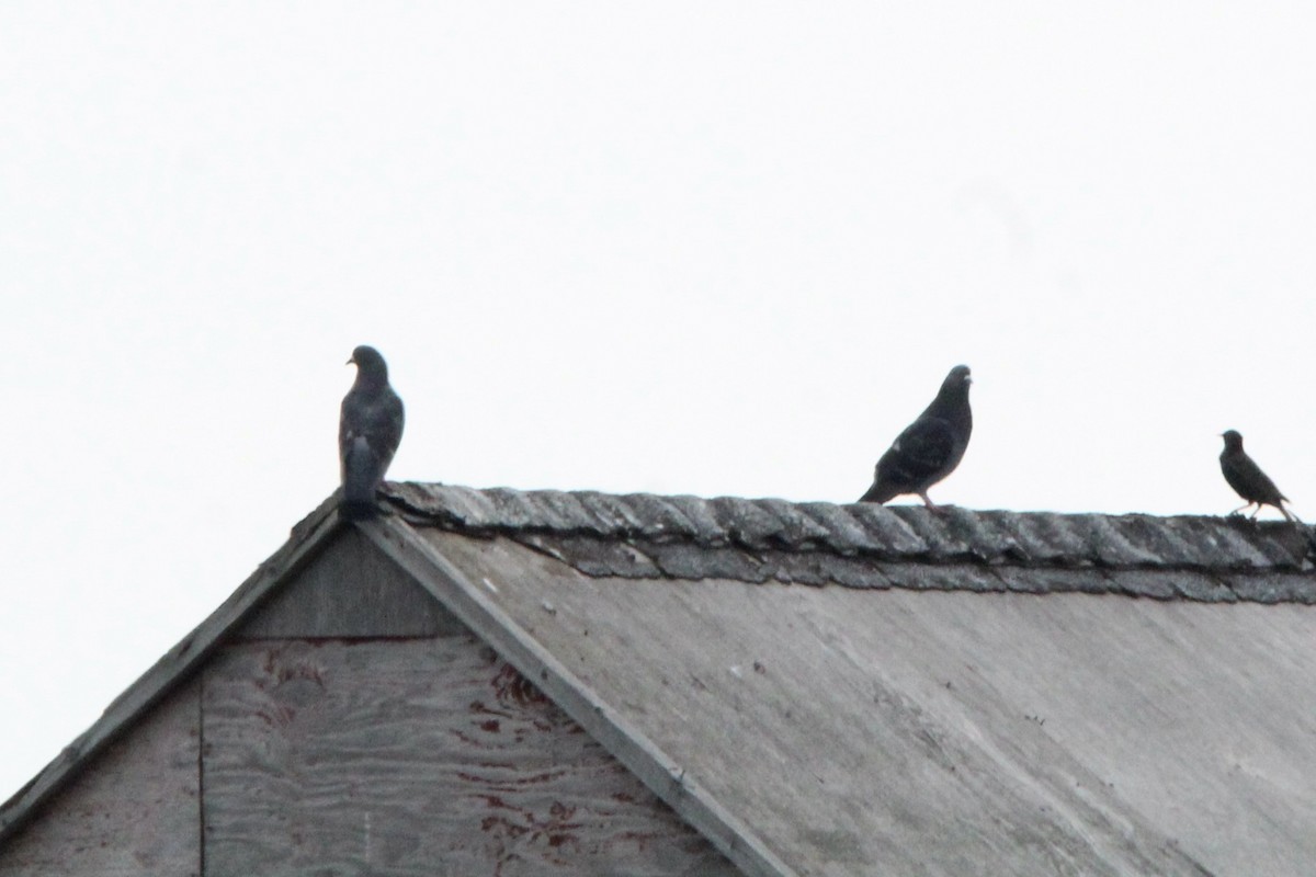 Rock Pigeon (Feral Pigeon) - ML619751997