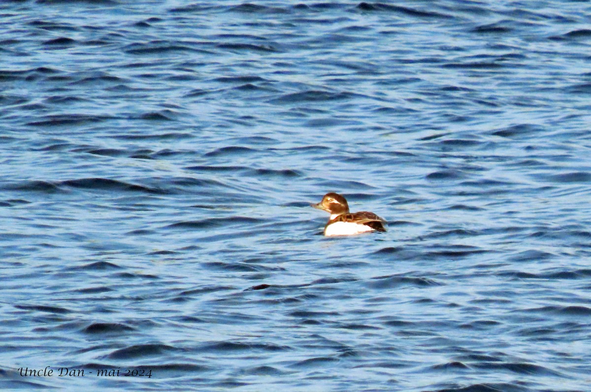 Long-tailed Duck - ML619752000