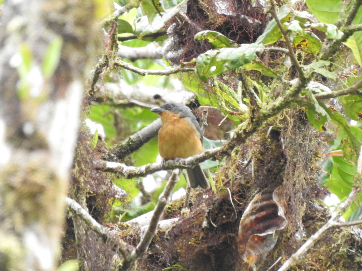 Rufous-crested Tanager - ML619752076