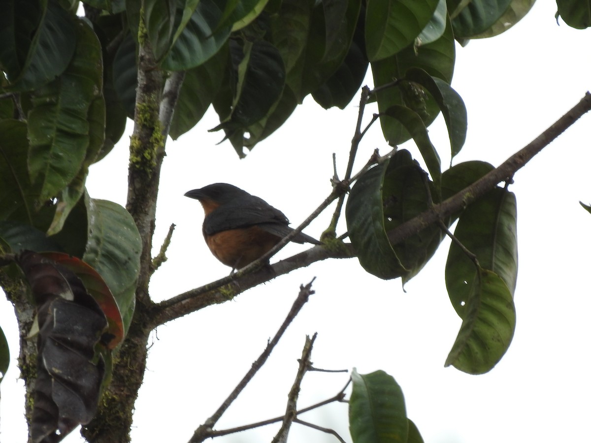 Rufous-crested Tanager - ML619752077