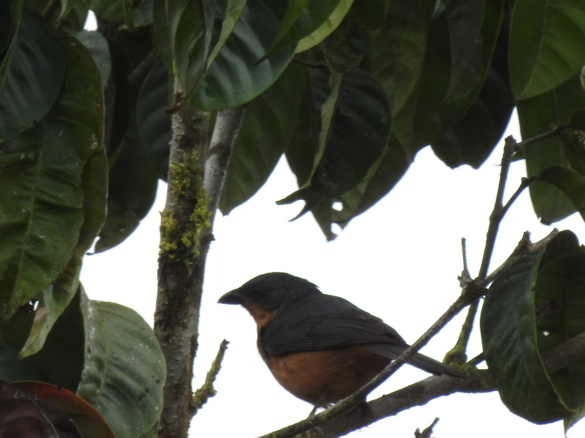 Rufous-crested Tanager - ML619752078