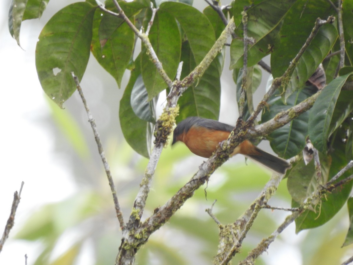 Rufous-crested Tanager - ML619752079
