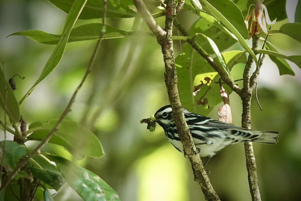 Black-and-white Warbler - ML619752140